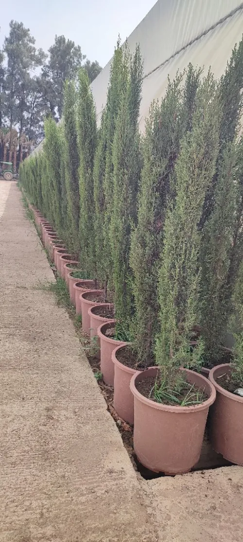 Jardinage gazon naturel aménagement espace vert et plantes 