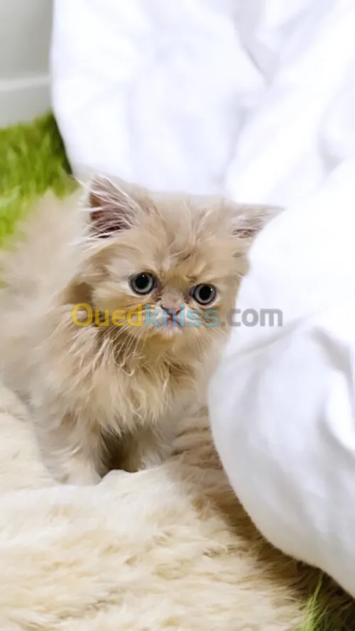 Vendre un chaton persan mâle 