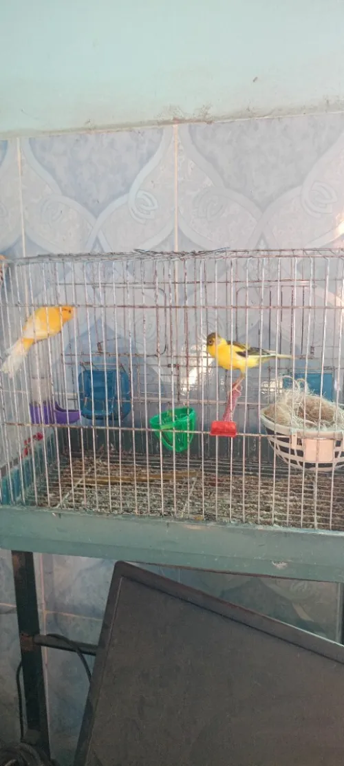 Canari mal et femelle