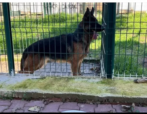 berger allemand