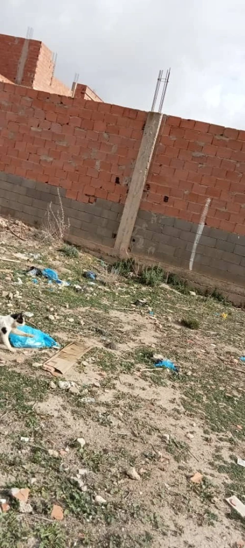 Vente Terrain Mostaganem Kheireddine