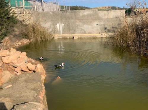 Vente Terrain Agricole Oran Ain el kerma