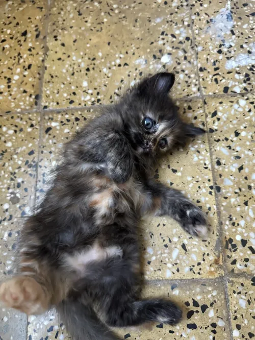 Chat