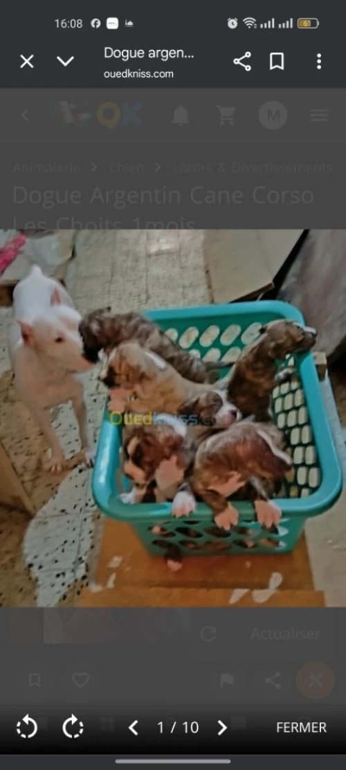 جراء دوڨ أرجنتيني كاني كورسو 