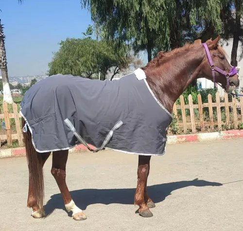 Matériel équitation couverture جلال