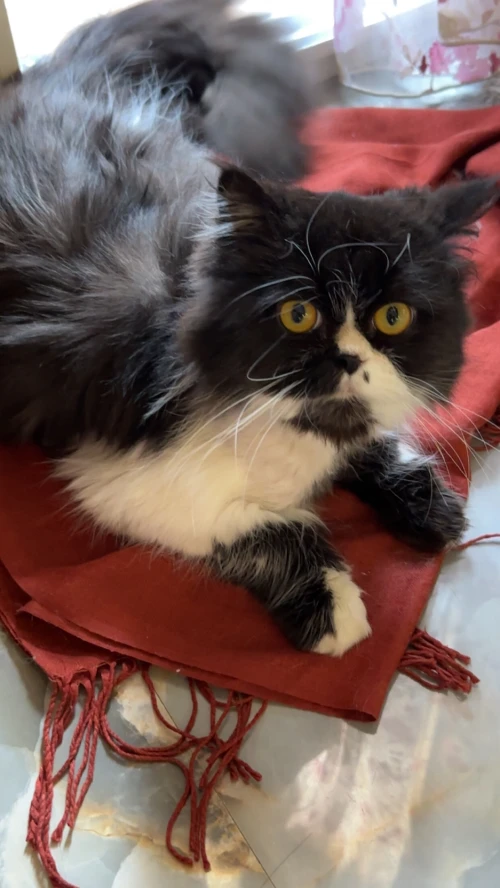 Chaton persan himalayen