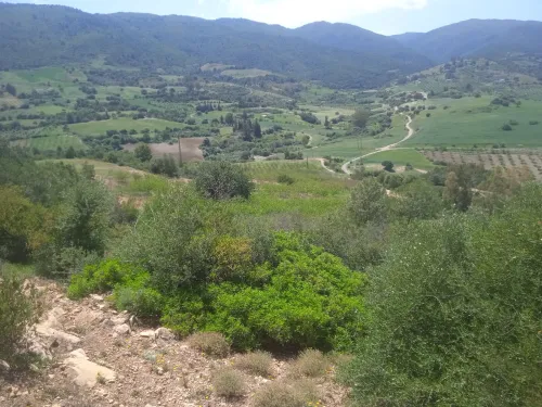 Vente Terrain Agricole Blida Blida