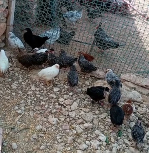 جاج مخلط