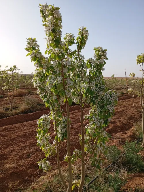 Vente Terrain Agricole Djelfa Ain oussara