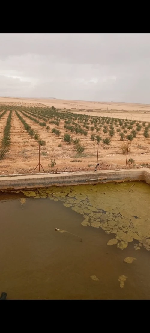 Vente Terrain Agricole Djelfa Ain oussara