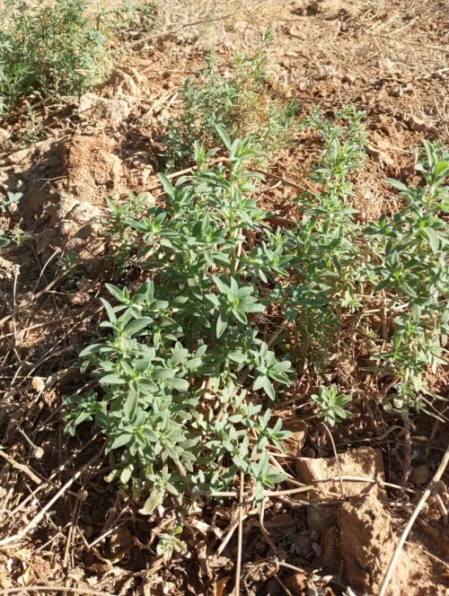 Vente Terrain Agricole Djelfa Ain oussara
