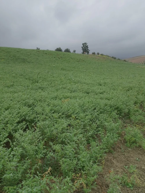 Vente Terrain Aïn Defla Boumedfaa