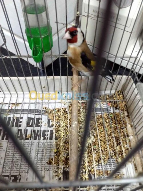 un chardonneret oiseaux a vendre 