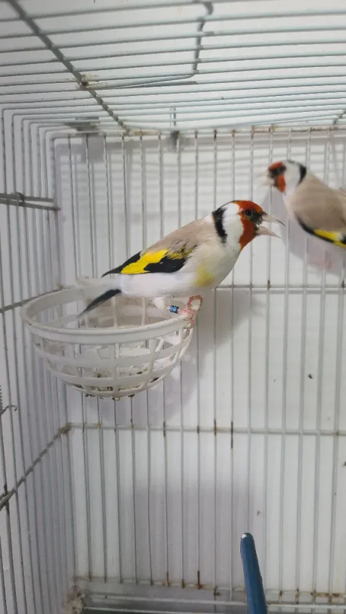 couple mutation eumo
