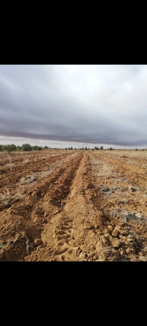 Location Terrain Agricole Djelfa Birine