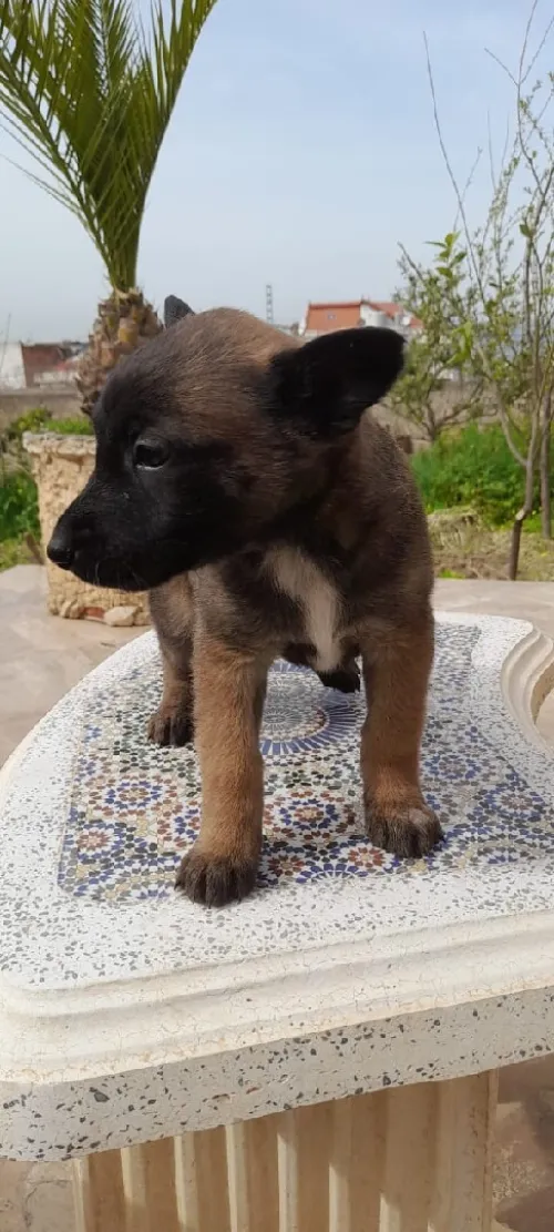 Malinois