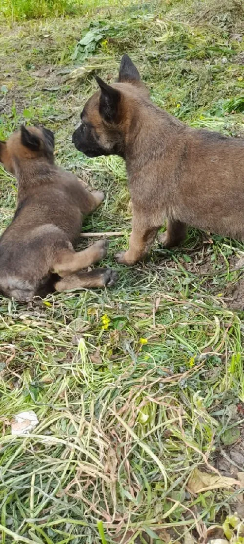 Malinois