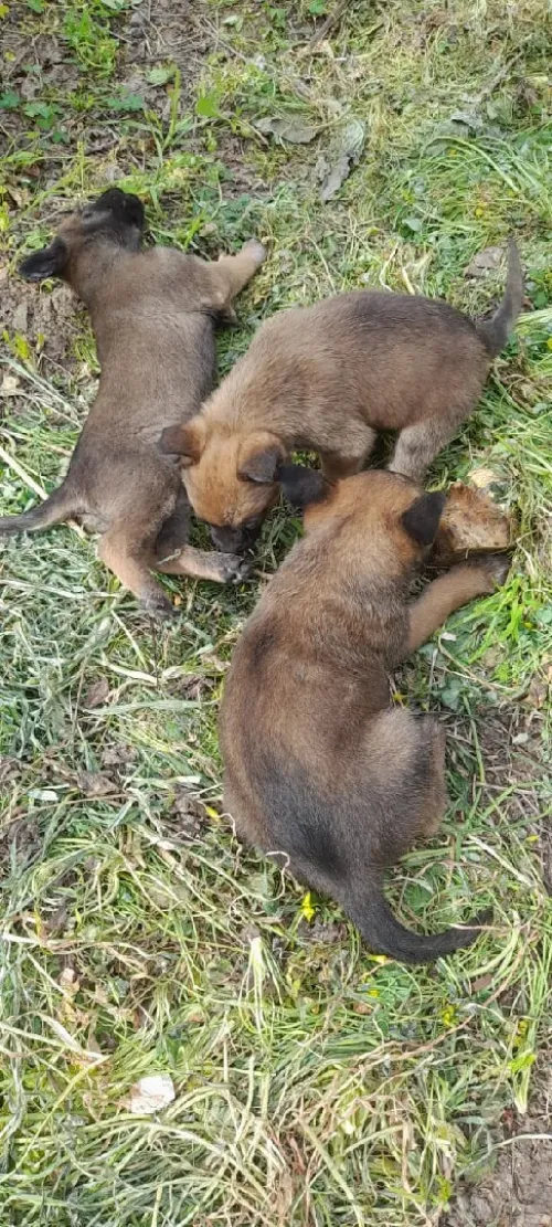 Malinoi