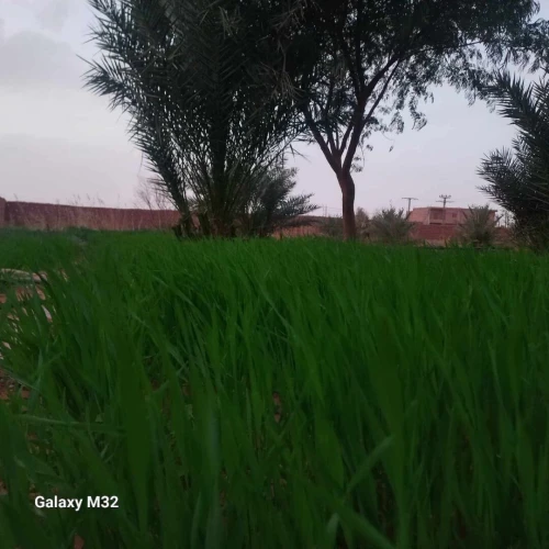 Vente Terrain Agricole Timimoun Timimoun