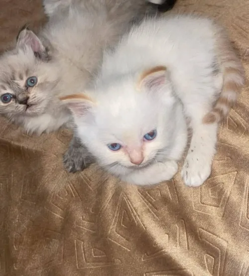 2 chat 