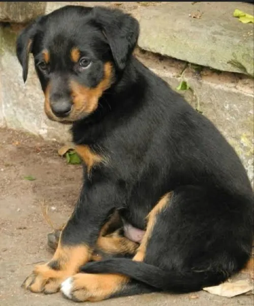 Chiot (Chien de Garde Huntaway)