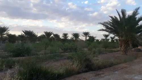 Vente Terrain Ouled Djellal Ouled Djellal
