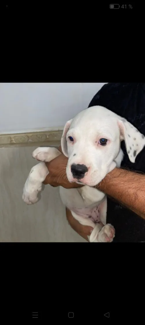 Dog argentin 