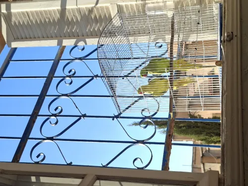 Perruche à colier ببغاء الذرة