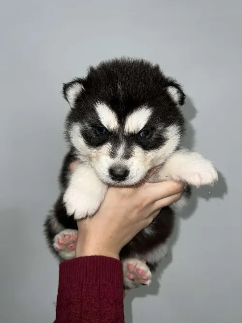 Husky poil long