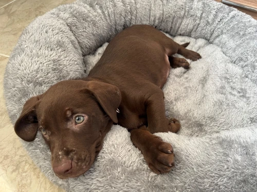 Vente chiot labrador chocolat