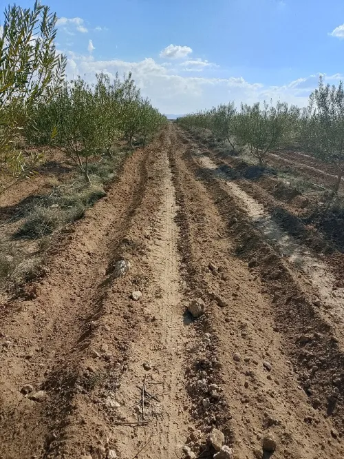 Vente Terrain Agricole Djelfa Benhar