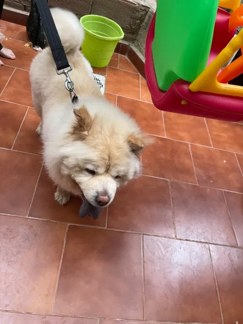 Chien de race chow chow