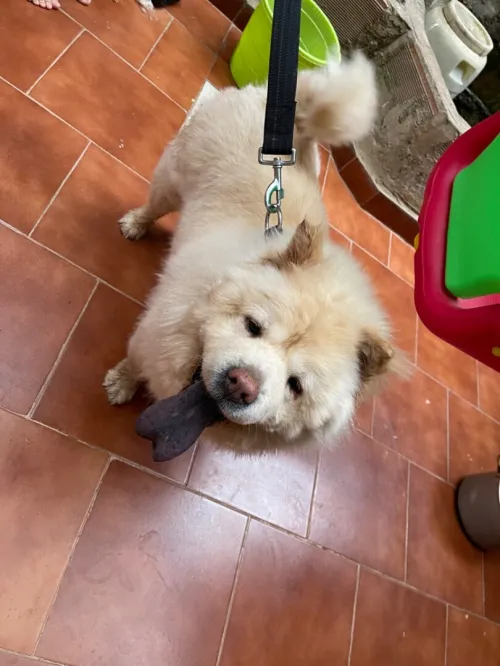 Chien de race chow chow