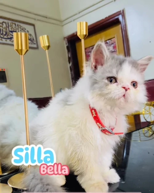 Chat persan male et femelle