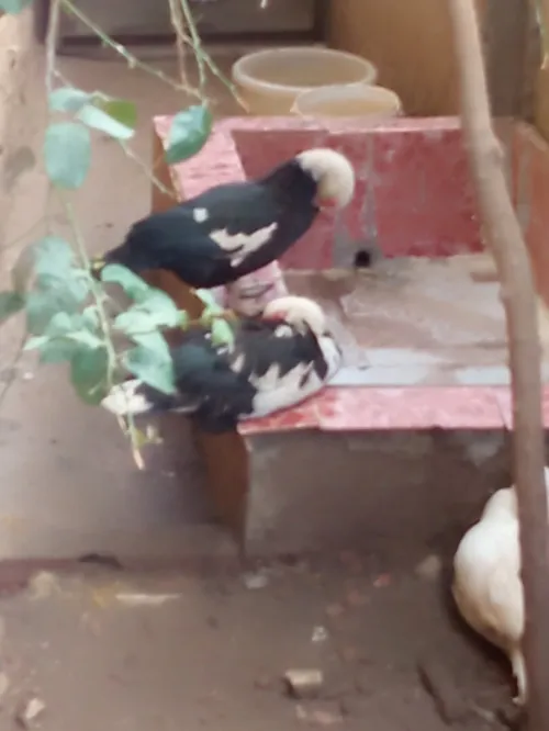 Canard de barbarie 
