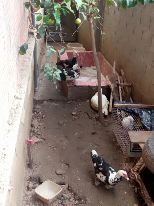 Canard de barbarie 