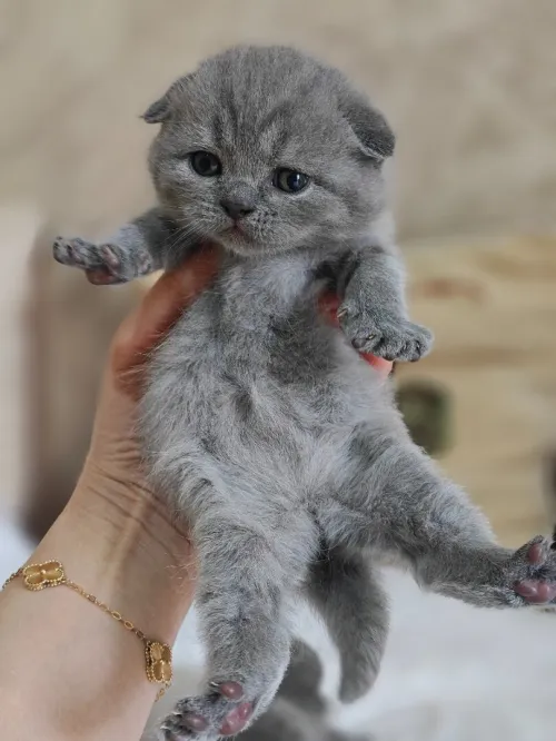 Chatons Scotish / British