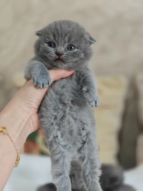 Chatons Scotish / British