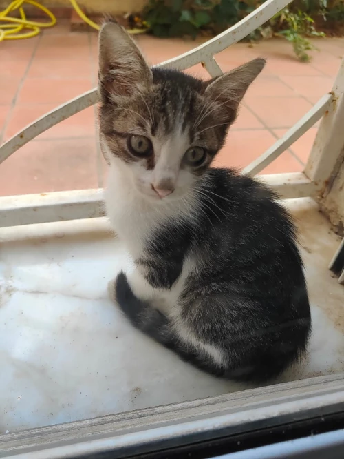 Donne chat