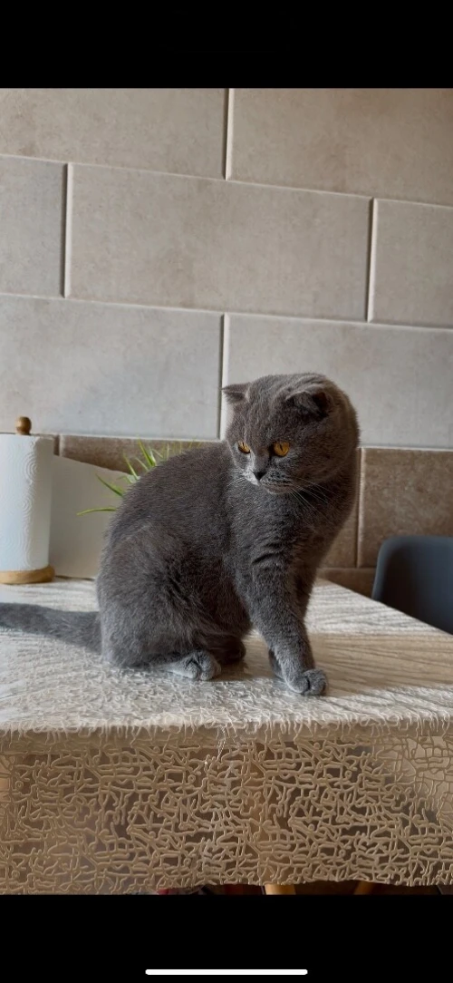 Femelle Scottish Fold