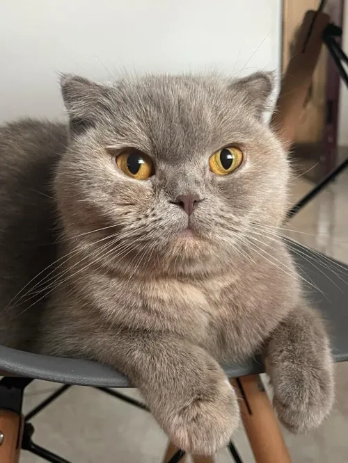 Femelle Scottish Fold