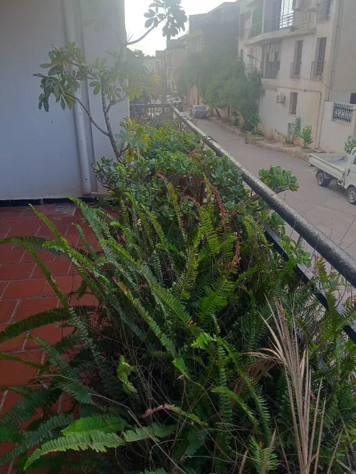 Location Appartement F4 Alger Ouled fayet
