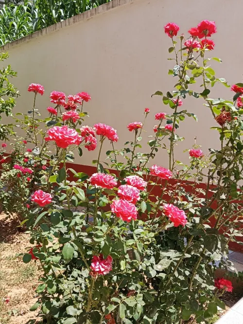 Location Villa Alger Cheraga