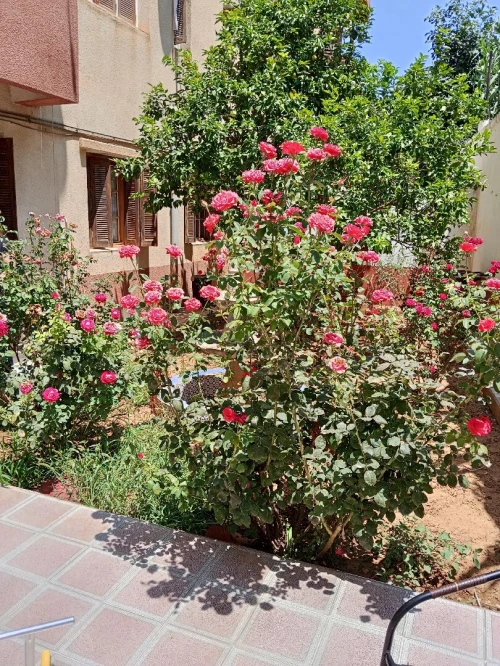 Vente Appartement F4 Alger Beni messous