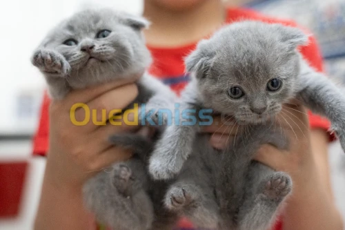 chatons british shorthair et scotish  fold