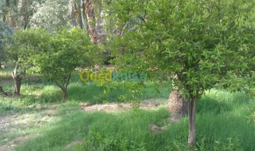 Vente Villa Biskra Biskra