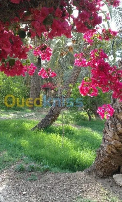 Vente Villa Biskra Biskra