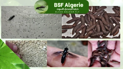 BSF larves