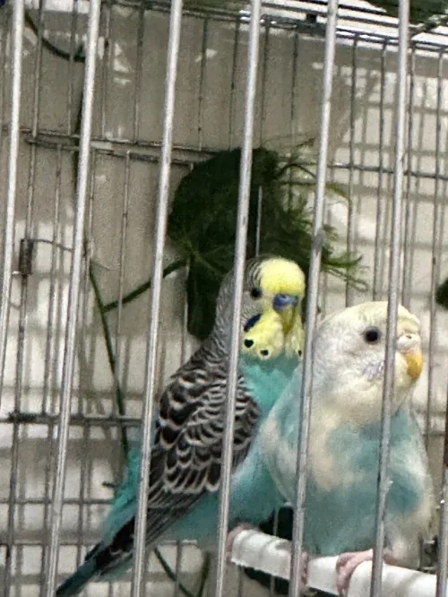 3 couple peruche bonne santé