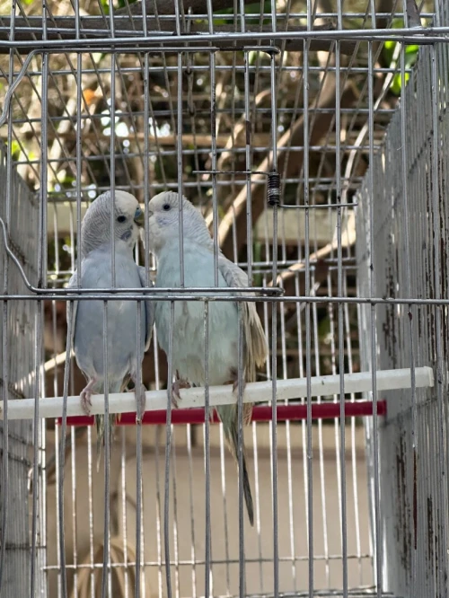 4 couple peruche adultes